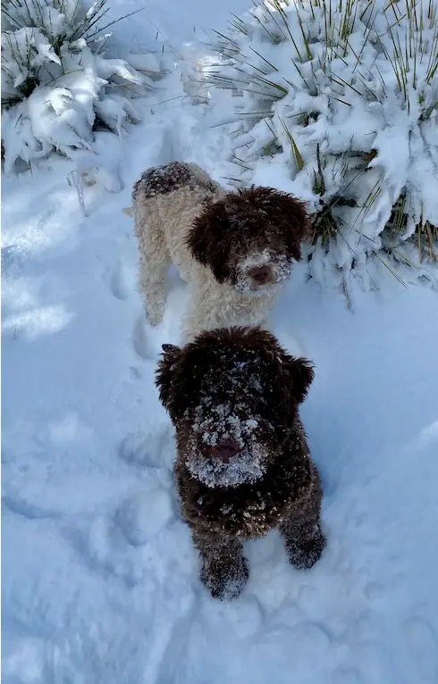 Lagotti in the snow